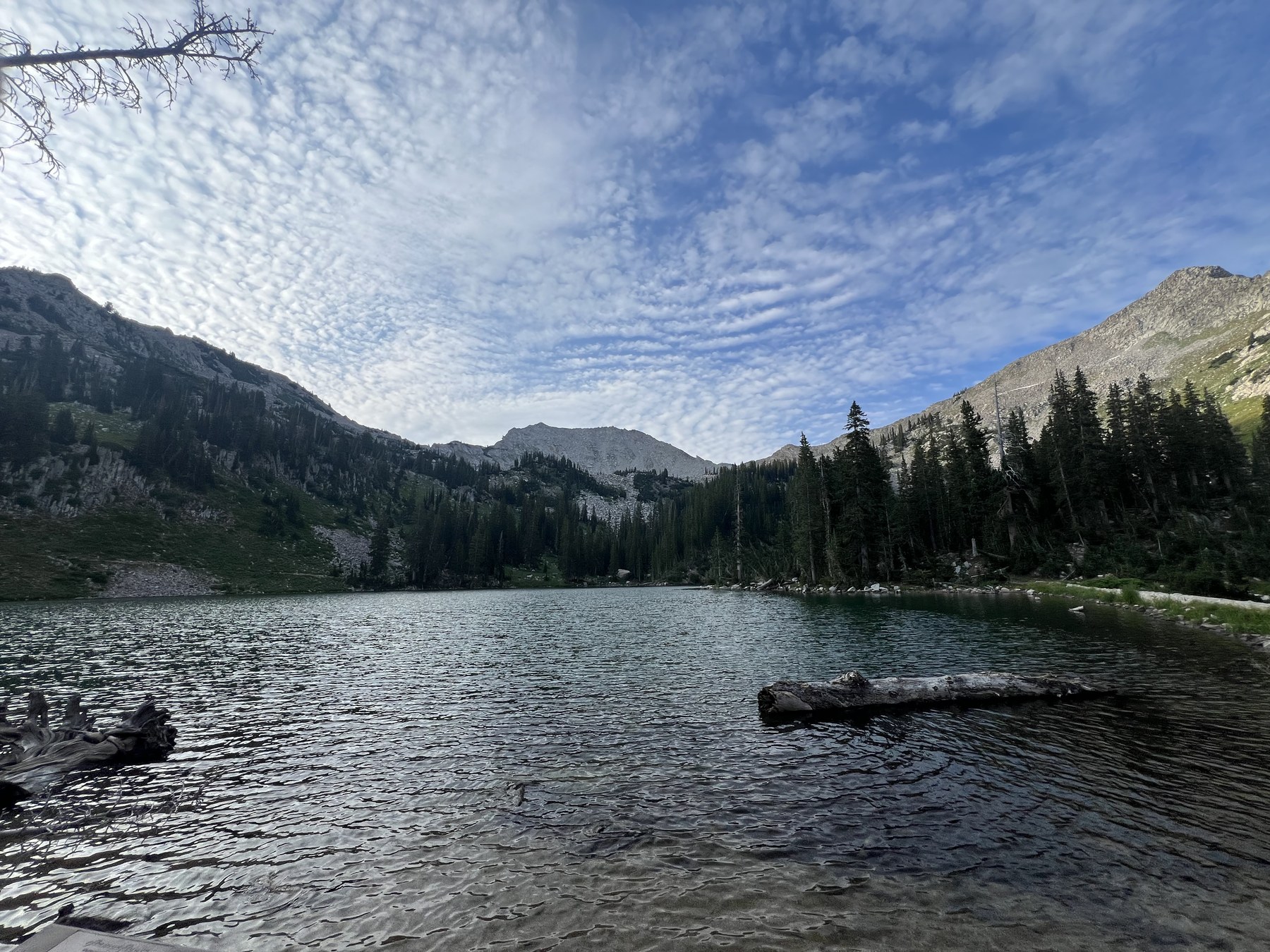 Red pine landscape photographed by AJ Rucker